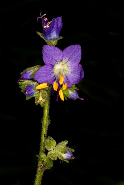 Polemonium occidentale - Western Jacob's Ladder 20-1134.jpg